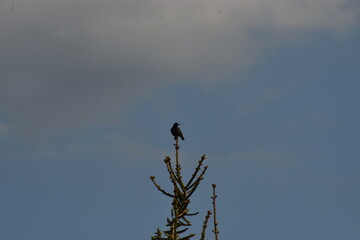 crow on a branch