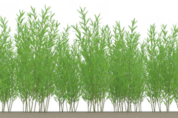 Row of lush green bamboo plants stands tall, creating natural and serene atmosphere. dense foliage and slender stems are perfect for tranquil garden setting