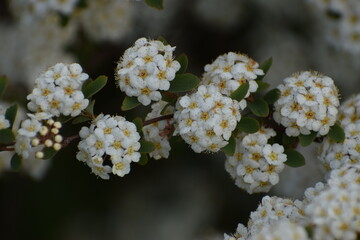 blooming apple tree in spring