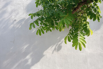 sunlight filtering through leaves creating intricate patterns of light and shadow on wall