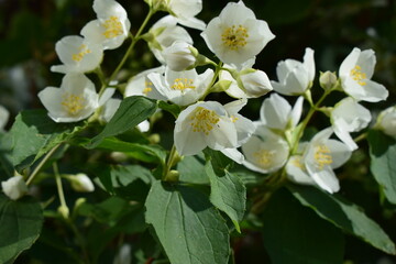 Close-Up of Blooming Jasmine with Yellow Centers