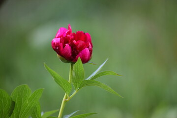 red tulip in the garden