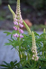 Obraz premium close up of a pink flower