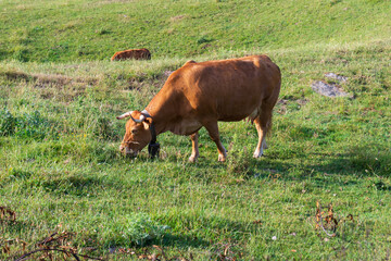 brown cow grazing in green meadow eating grass, farm animal, rural landscape, countryside, summer...