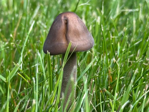 mushroom in the grass