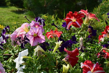Vibrant Petunia Garden with Striped Patterns