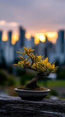 Beautiful bonsai tree in ceramic pot with city skyline and evening sunset background
