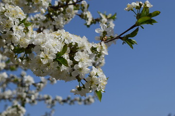 Spring's Awakening: White Blossoms Against a Blue Sky