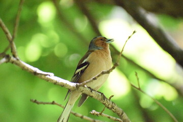 robin on a branch