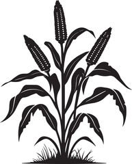 Black Corn growing with leaves silhouette vector 