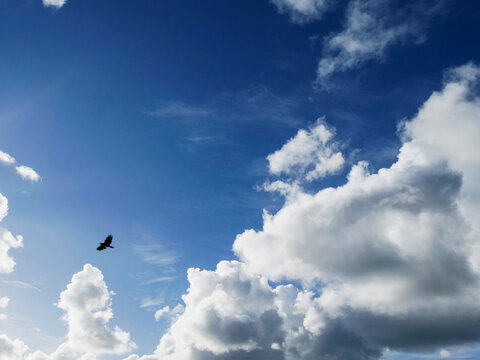 Blue sky with white fluffy clouds and silhouette of a bird. Nature background for design.