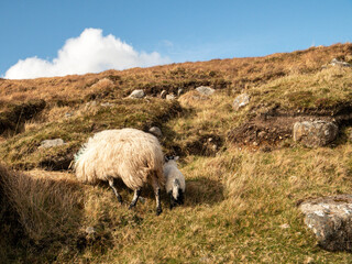 Wool sheep grazing grass on a slope of a hill, warm blue sky. Farming and agriculture. Mother and...