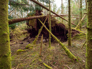 A forest with moss growing on the trees and a large fallen tree. The fallen tree is surrounded by...