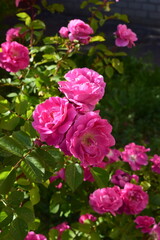 A cluster of vibrant pink roses with lush green leaves, likely in a garden setting. Bright Petals Amongst Foliage