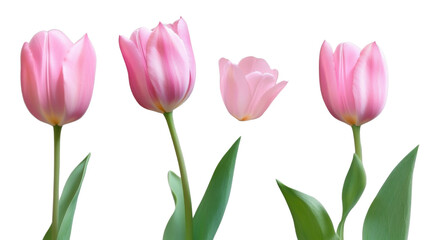 Obraz premium Fresh pink tulips with green stems isolated on white background
