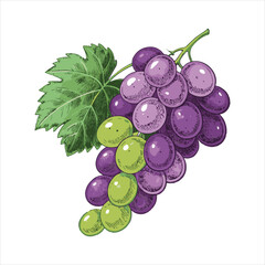 Fototapeta premium Grapes-vector