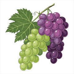 Grapes-vector