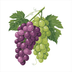 Grapes-vector