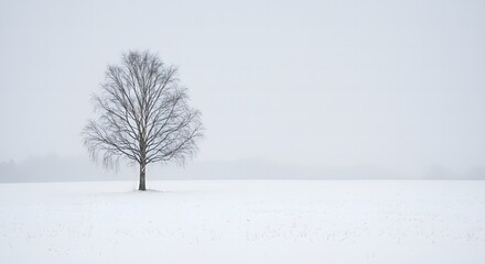 Fototapeta premium Solitary bare tree on a snowy field in winter