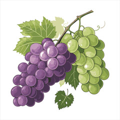 Grapes-vector