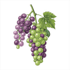 Grapes-vector