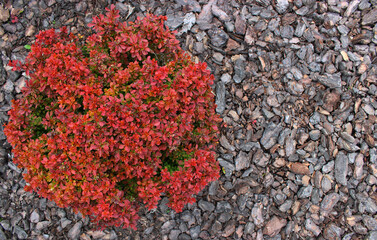 Spherical Bright Japanese Barberry Bush Growth on a Bark Mulch at Garden Flat Lay Image with Copy Space
