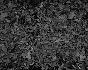 black leaves background