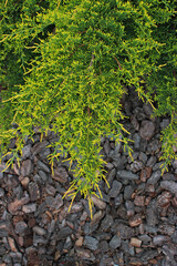 Branch of Ornamental Juniper Over Defocused Decorative Bark Soil Stock Photo for Vertical Story