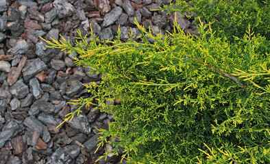 Close up photo of green shades of juniper needles against the background of blurred ornamental bark on the ground  
