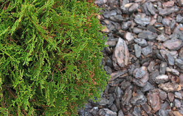 Spherical Bright Green Cedar Bush Growth on a Bark Mulch at Garden Copy Space
