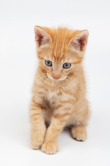 Cute red  little kitty