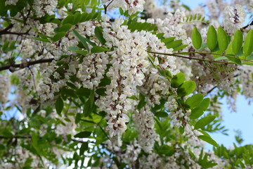 Fragrant Beauty: A Blooming Branch of White Acacia