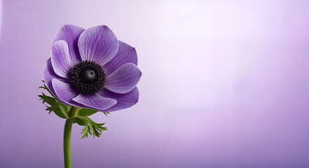 Obraz premium Detailed Purple Anemone Flower Blossom on Lavender Background with Soft Lighting