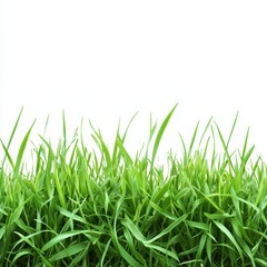 Fototapeta premium Green grass blades isolated on white background