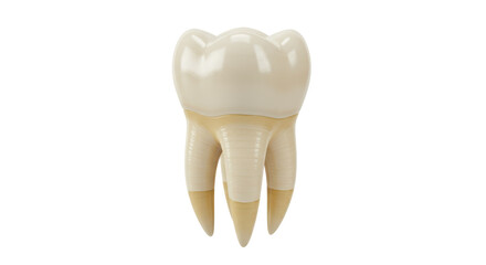 Isolated Detailed Molar Tooth Anatomy Illustration