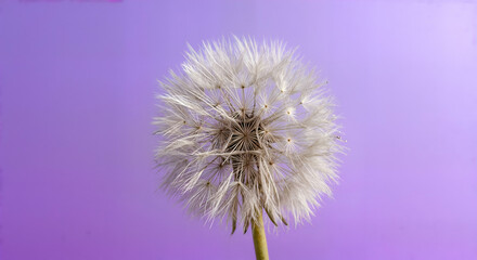 Dandelion seed head close up on a purple backdrop with intricate details