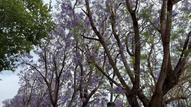 A purple tree has blossomed outside