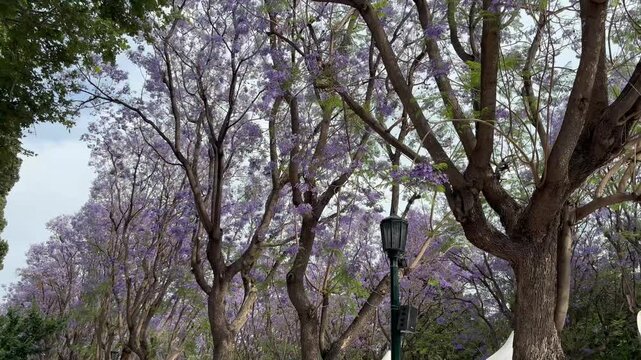Street lights and purple tree petals