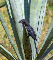 Close up of black Groove billed ani bird perched on the edge of an agave plant in a field of the...