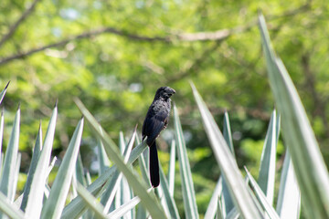 Groove billed ani bird with black feathers perched on green agave leaf with tropical forest in the...