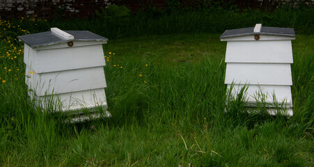 Pair of WBC Beehives