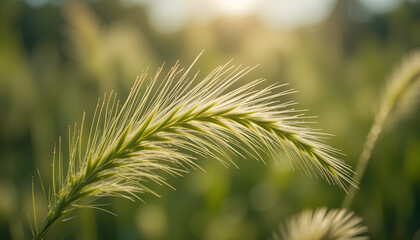 Macro close-up of green foxtail (Setaria viridis) swaying gently in natural sunlight, blurred botanical background, symbol of rural ecology and wild grass biodiversity.