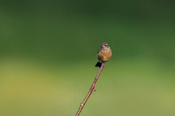 A juvenile European Stonechat (Saxicola rubicola) perches on a stick, looking toward the camera...