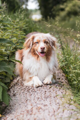 Hund liegend auf Baumstamm.