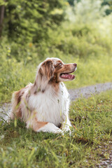 Hund liegend draussen.