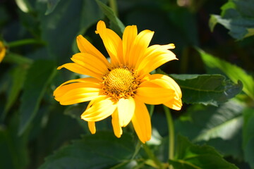 Bright Yellow Heliopsis: A Garden's Vibrant Charm
