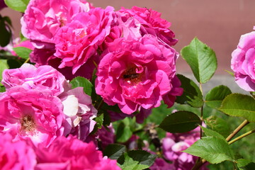 A cluster of vibrant pink roses in full bloom, surrounded by green leaves.