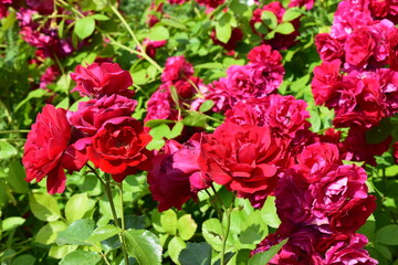 A cluster of vibrant red roses in full bloom, surrounded by lush green leaves. Outdoor Cluster of Vibrant Blooms