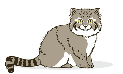 manul vector illustration