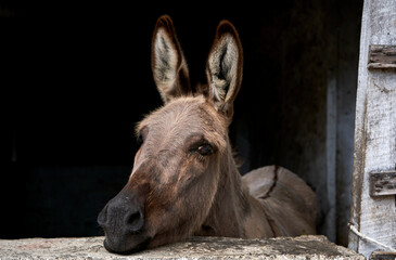 Fototapeta premium Burro en establo